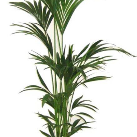 Plantes Kentia
