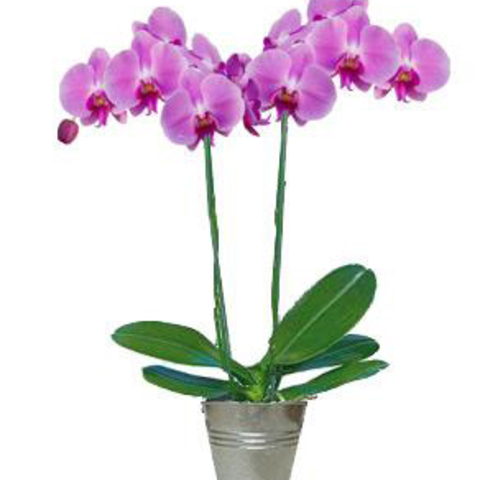 Plantes orchidée - deux branches