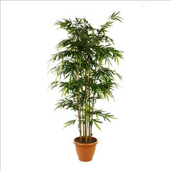 Plantes Bambous