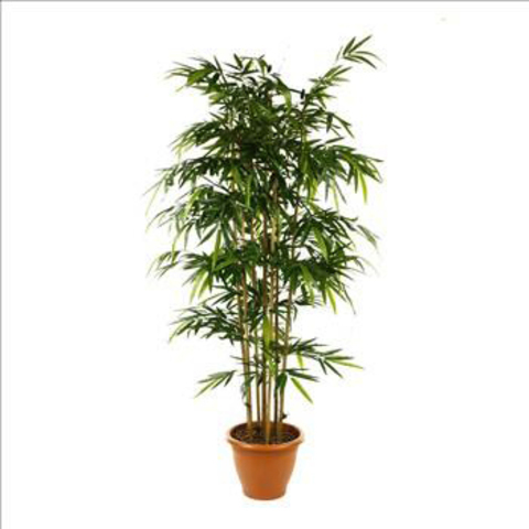 Plantes Bambous