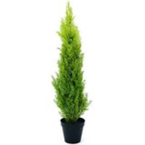 Plantes Cyprès Leylandii