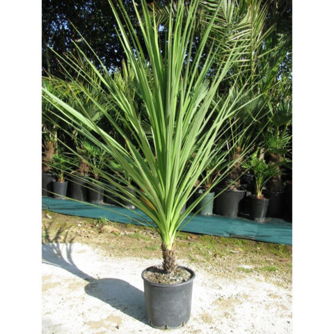 Plants - Flowers FR-Cordyline