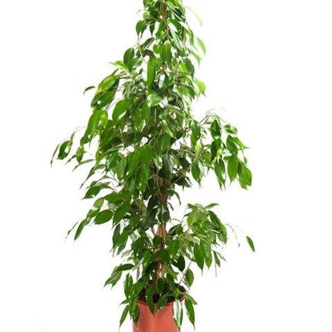 Plants - Flowers FR-Ficus Benjamina