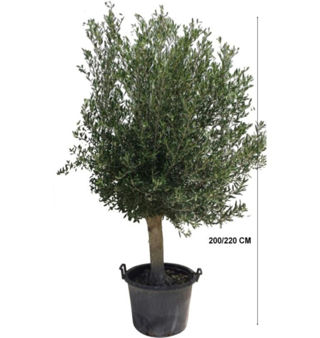 Plants - Flowers FR-Olivier - 220 cm