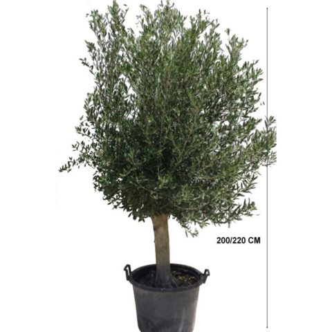 Plants - Flowers FR-Olivier - 220 cm