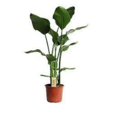 Plants - Flowers FR-Strelizia