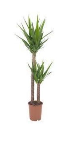 Plants - Flowers FR-Yucca