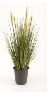 Plantes Graminées ornementales