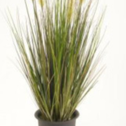 Plantes Graminées ornementales