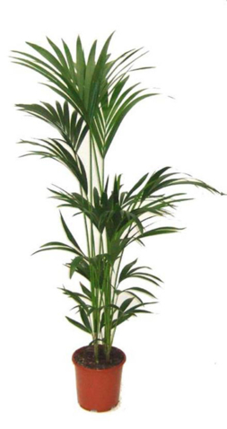 Plantes Kentia