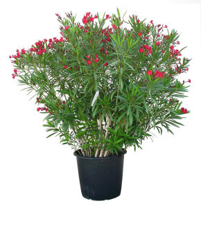 Plantes Laurier rose