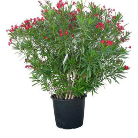 Plantes Laurier rose