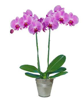 Plantes Orchidée 2 branches