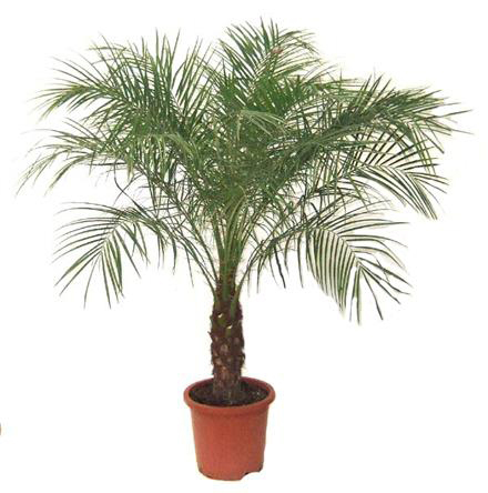 Plantes Palmier