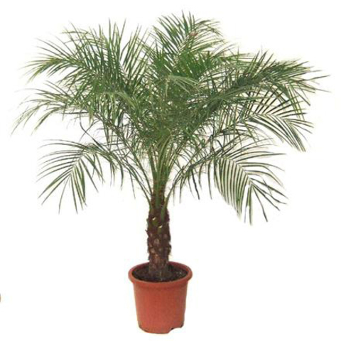 Plantes Palmier