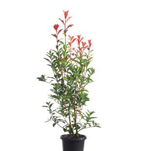 Plantes Photinia red robin
