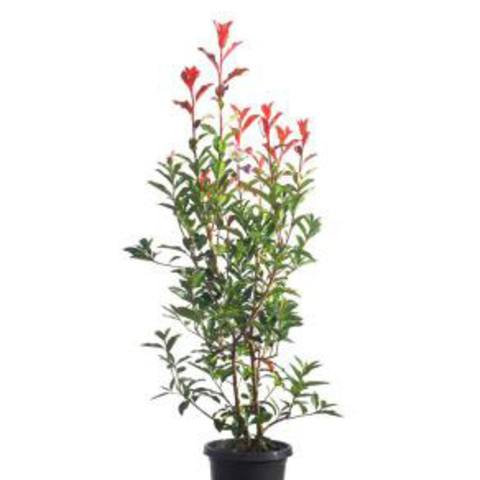 Plantes Photinia red robin