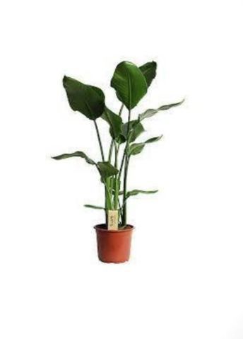 Plantes Strelizia