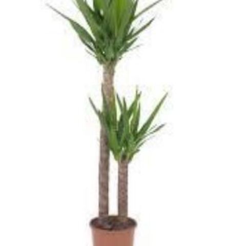 Plantes Yucca